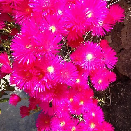 Myage Casamicciola Terme